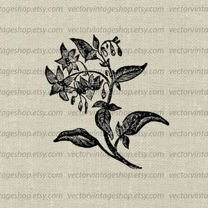 DEADLY NIGHTSHADE SVG File, Belladonna, Poisonous Plants, Vintage, Commercial Use, Printable Illustration, Vector Clipart, Flowering Herb