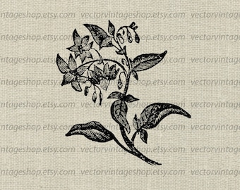 DEADLY NIGHTSHADE SVG File, Belladonna, Poisonous Plants, Vintage, Commercial Use, Printable Illustration, Vector Clipart, Flowering Herb