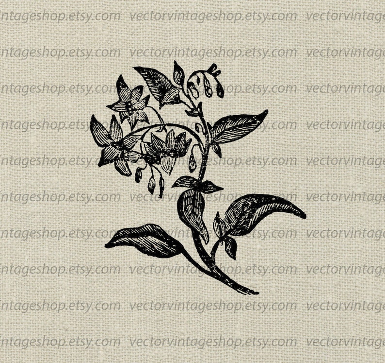 DEADLY NIGHTSHADE SVG File, Belladonna, Poisonous Plants, Vintage, Commercial Use, Printable Illustration, Vector Clipart, Flowering Herb image 1