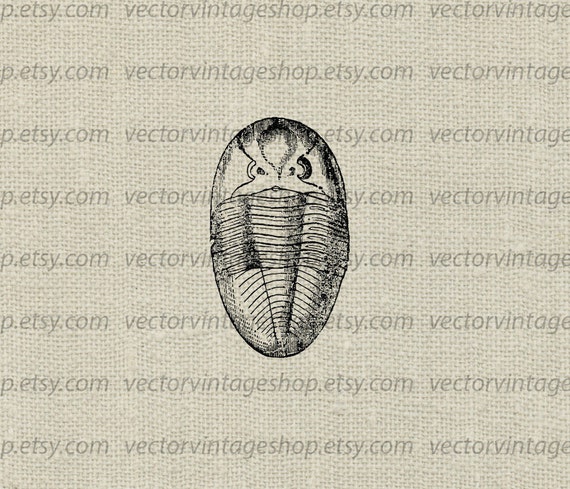 Sea Fossil Vector Clip Art Graphic Instant Download Trilobite Etsy