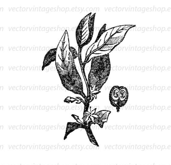 Kaffeepflanze SVG: Vintage botanische Kunst Illustration (druckbarer  Download) - Etsy.de