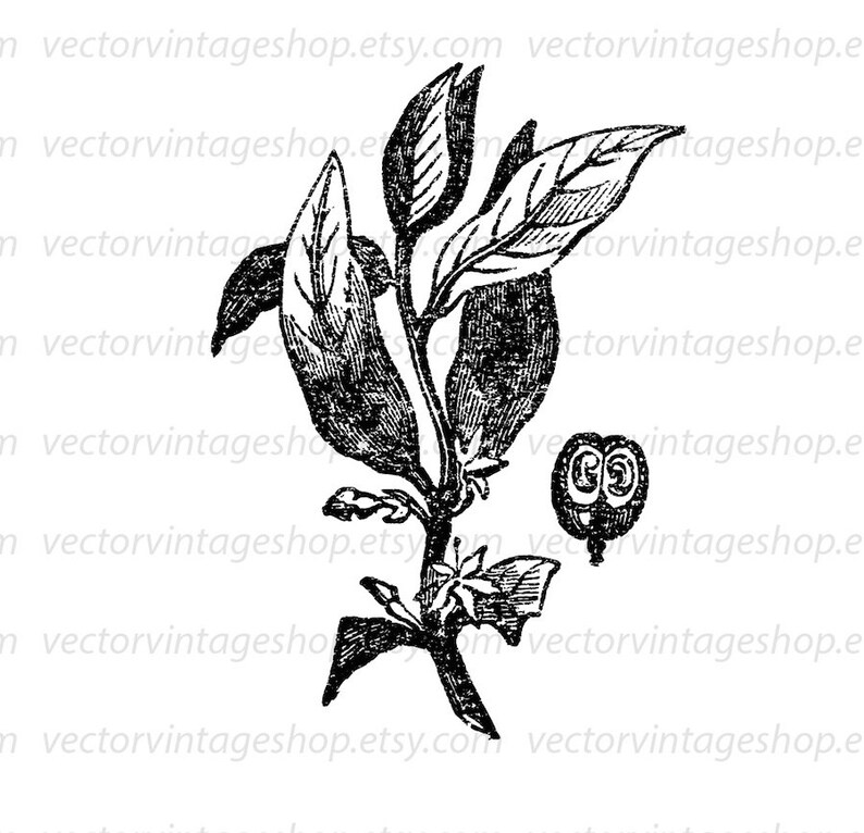 Coffee Plant Clipart Botanical Art Illustration Vector Etsy