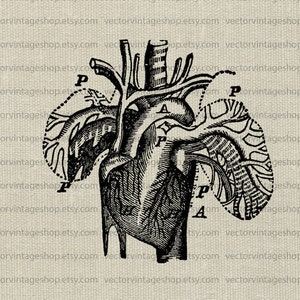 HEART LUNGS SVG Anatomy Digital Clipart, Printable Download, Vintage Anatomy Diagram, Antique Medical Science Illustration, png jpg eps