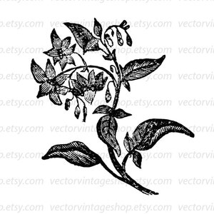 DEADLY NIGHTSHADE SVG File, Belladonna, Poisonous Plants, Vintage, Commercial Use, Printable Illustration, Vector Clipart, Flowering Herb image 2