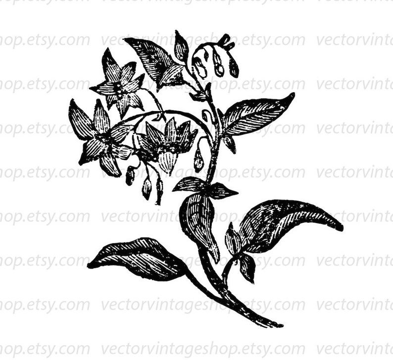 DEADLY NIGHTSHADE SVG File, Belladonna, Poisonous Plants, Vintage, Commercial Use, Printable Illustration, Vector Clipart, Flowering Herb image 2