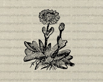 MARIGOLD FLOWER SVG File, Vintage Style Nature Illustration, Garden Flower Decor, Printable Download, Commercial Use png jpg eps