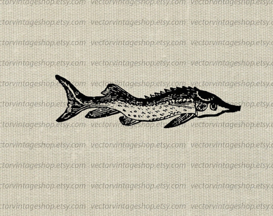 STURGEON FISH SVG, Vintage Style Vector Illustration, Printable Download,  Sterlet Long Fish, Antique Drawing, Commercial Use, Jpg Png Eps 