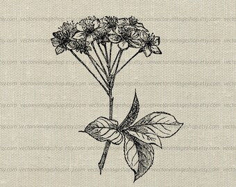 HYDRANGEA FLOWER SVG File, Vintage Botany Illustration, Printable Download Art, Commercial Use, Hydrangea Blossom, jpg png eps