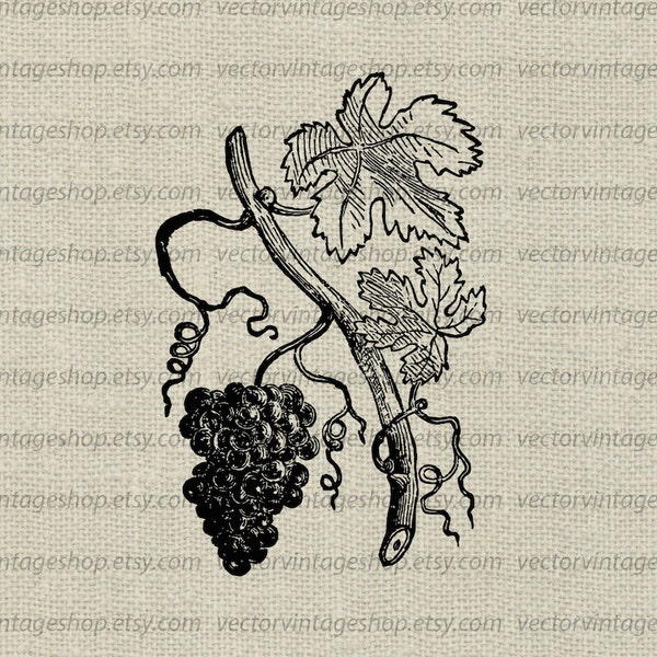 GRAPEVINE SVG Digital Download, Vector File, Grape Leaves Tendrils, Vineyard Clipart, Vintage Illustration, Wine Decor, jpg png eps format