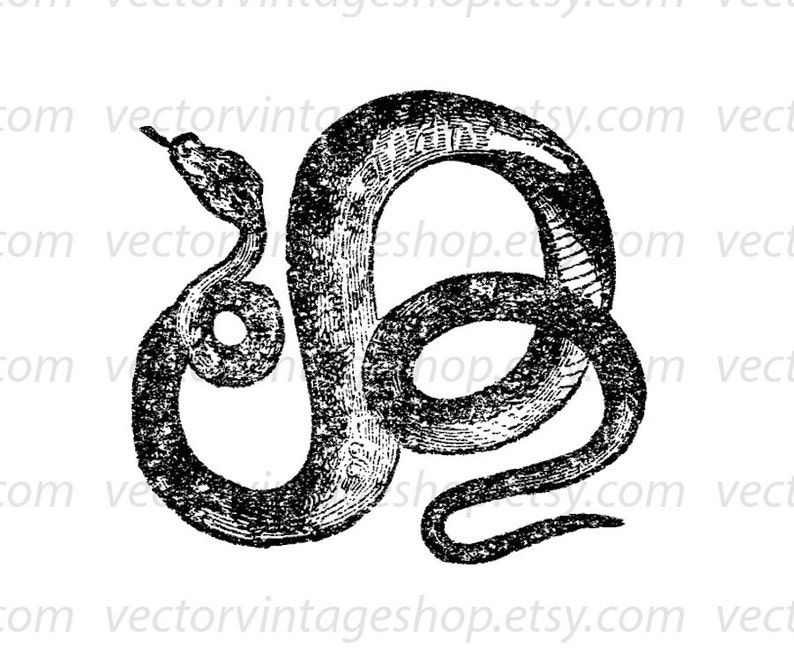 Coiled Snake Vector Clipart Instant Download Digital Reptile | Etsy