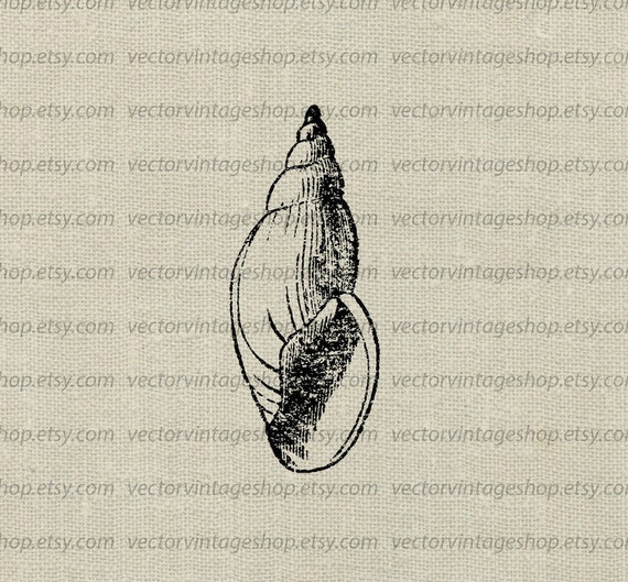 Seashell Vector Illustration Clip Art Graphic Instant Etsy