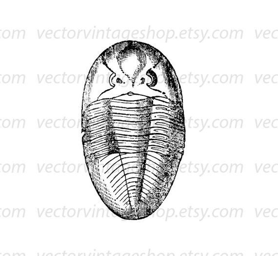 Sea Fossil Vector Clip Art Graphic Instant Download Trilobite Etsy