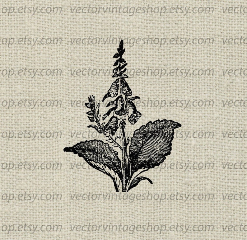 FOXGLOVE SVG File, Vintage Style Flower Vector, Printable Download, Digitalis Graphic Clipart, Commercial Use, jpg png eps file imagem 1