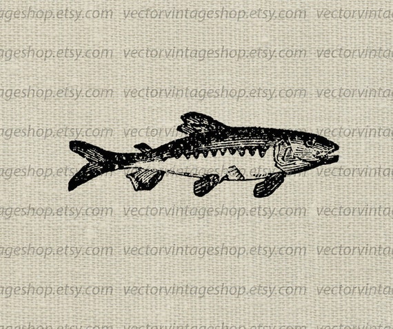 Fish Vector Clipart Instant Download Parr Fishyoung Juvenile Etsy