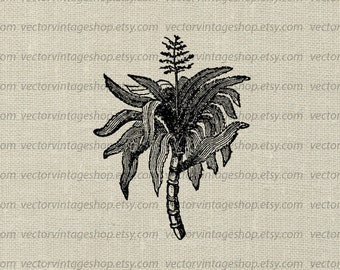 SUGARCANE SVG File, Tropical Plant Decor, Vintage Vector Clipart, Commercial Use, Printable Download, jpg png eps