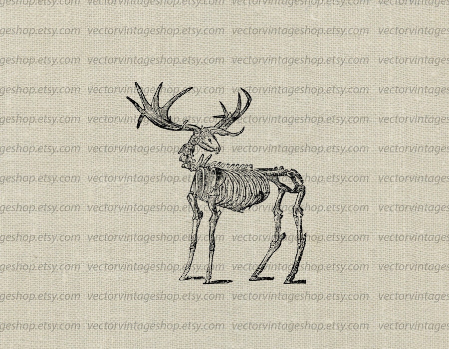 Deer Skeleton Vector Clipart Instant Download Deer Antler | Etsy