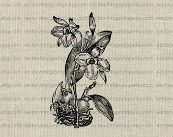 ORCHID SVG File, Flower Vector Graphic, Wedding Flower, Vintage Plant Clipart, Nature Illustration, Commercial Use, jpg png eps Vector File,