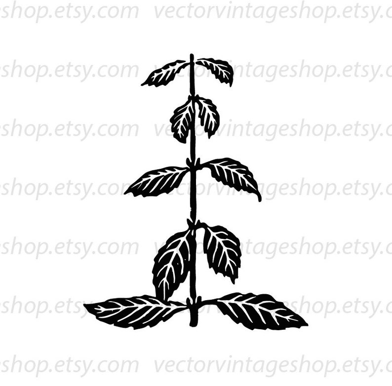 Peppermint Leaves Silhouette Clipart Herb Plant Vector Clip Etsy