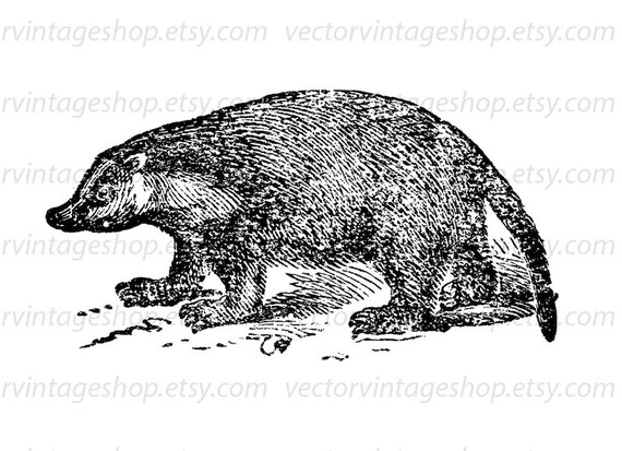 Honey Badger Vector Clipart Instant Download Wild Animal Etsy
