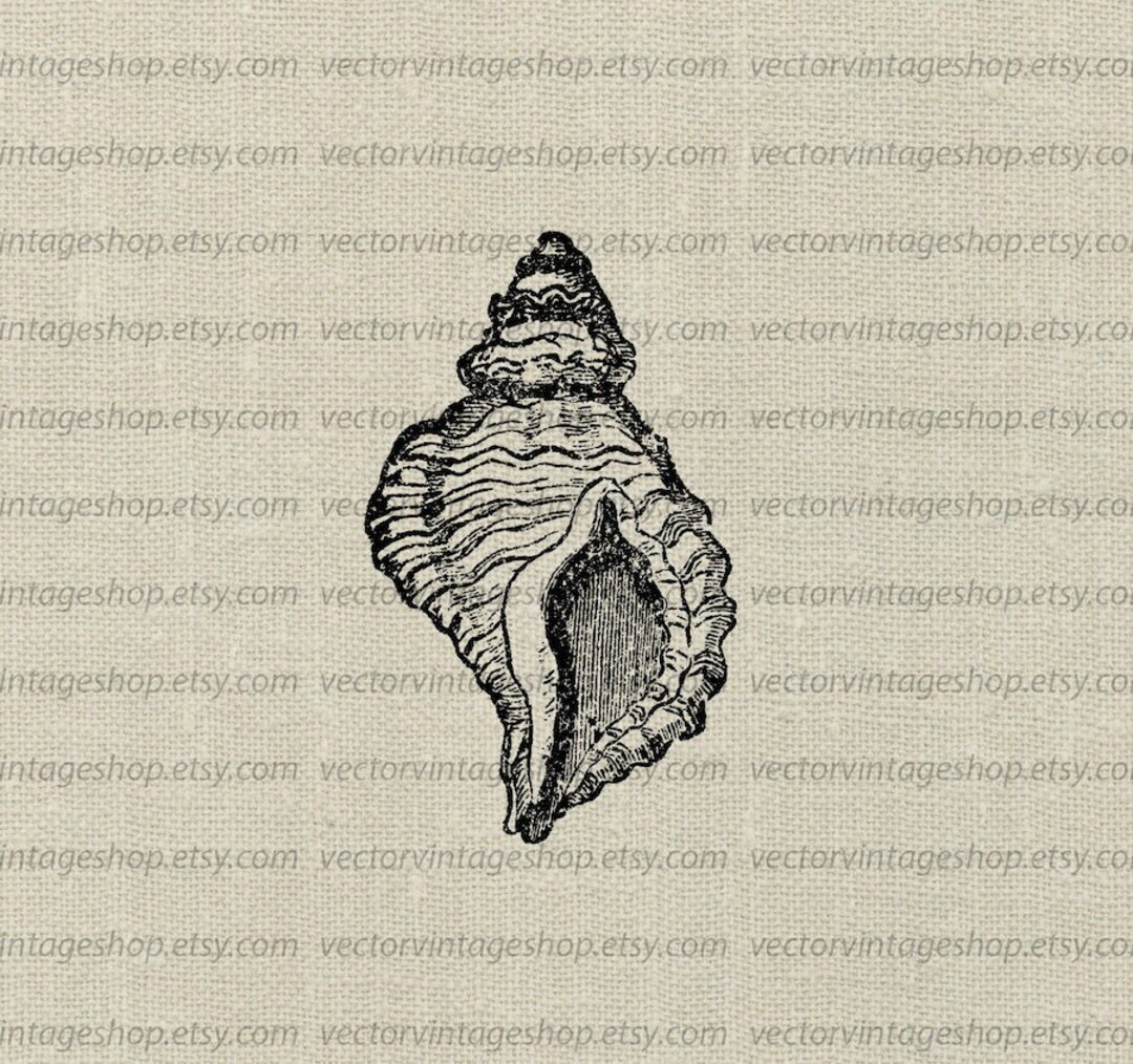 SEASHELL SVG File, Vintage Style Vector Illustration, Summer Beach ...