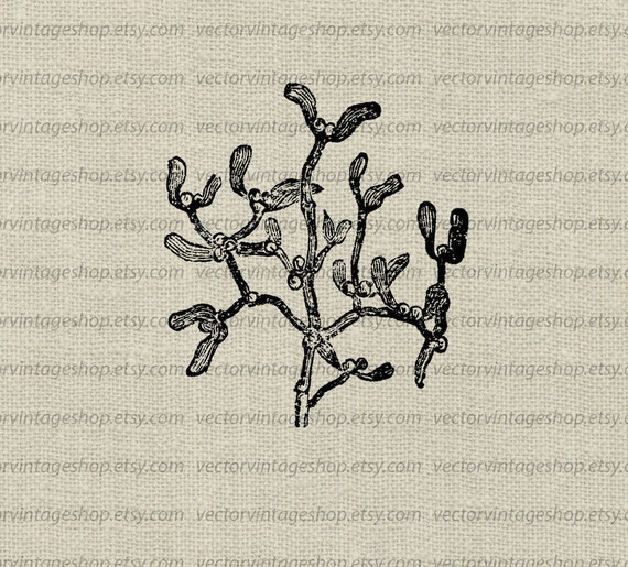 christmas mistletoe vector commercial use holiday plant etsy