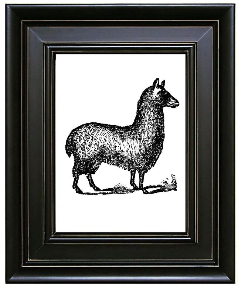 Download Alpaca Vector Clipart Instant Download Farm Animal Clip ...