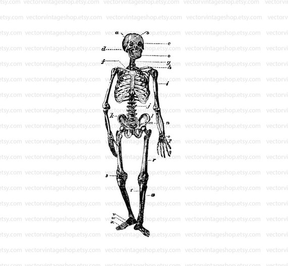 Skeleton Clip Art Vector Instant Download Commercial Use Etsy