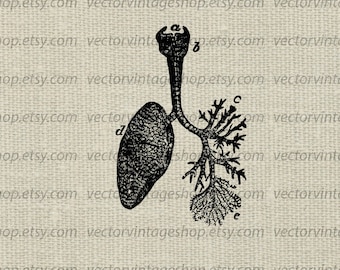 TRACHEA SVG File, Wind Pipe Vintage Illustration, Lungs Throat, Digital Medical Art, Commercial Use, png eps jpg