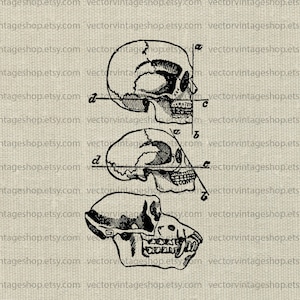 May include: A black and white illustration of three skulls, showing the evolution of the human skull. The skulls are labelled with letters a, b, c, d, and e. The image is on a textured background.