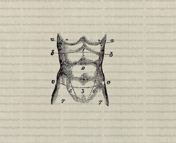 Abs Muscle Svg -  Norway