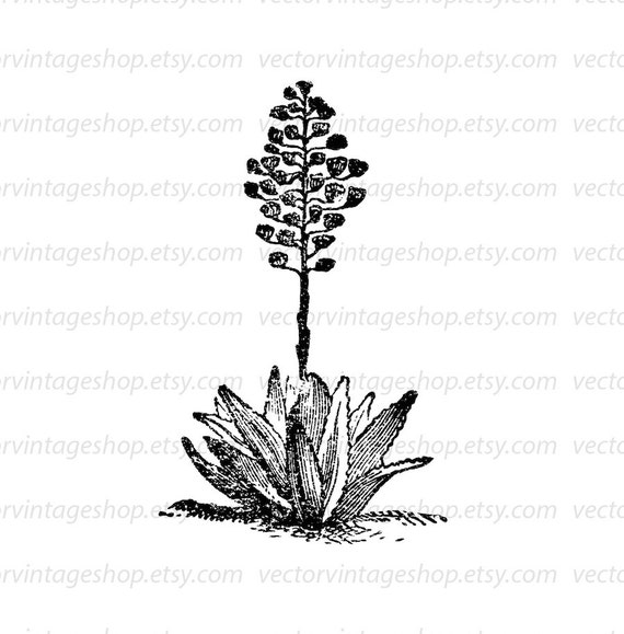 AGAVE PLANT SVG Vector Clipart Aloe Herb Flower Blossoms - Etsy
