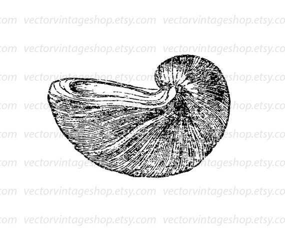 Seashell Vector Clip Art Graphic Instant Download Sea Shell Etsy