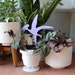 see more listings in the Plant decorations section