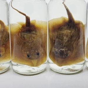 Preserved Stingray, Wet Specimen, Mature