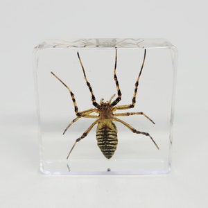 Wasp Spider in Lucite, Resin