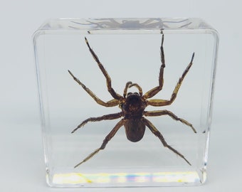 Wolf Spider in Lucite, Resin