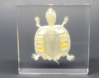 Real Baby Red-Eared Slider Turtle Skeleton in Lucite, Resin