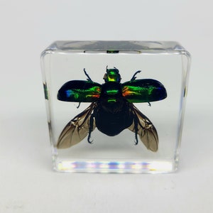 Green Chafer Beetle in Lucite, Resin