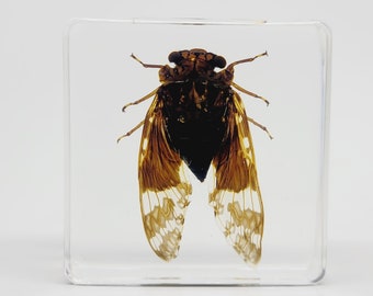 Real Grass Cicada in Lucite, Resin