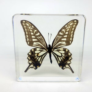 Asian Swallowtail Butterfly in Lucite, Resin