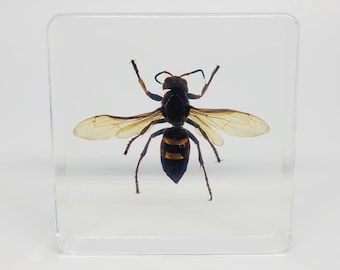 XL Asian Giant Hornet in Lucite, Resin