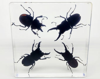 Stag Beetle Set in Lucite, Resin