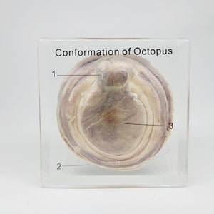 Octopus in Lucite, Resin