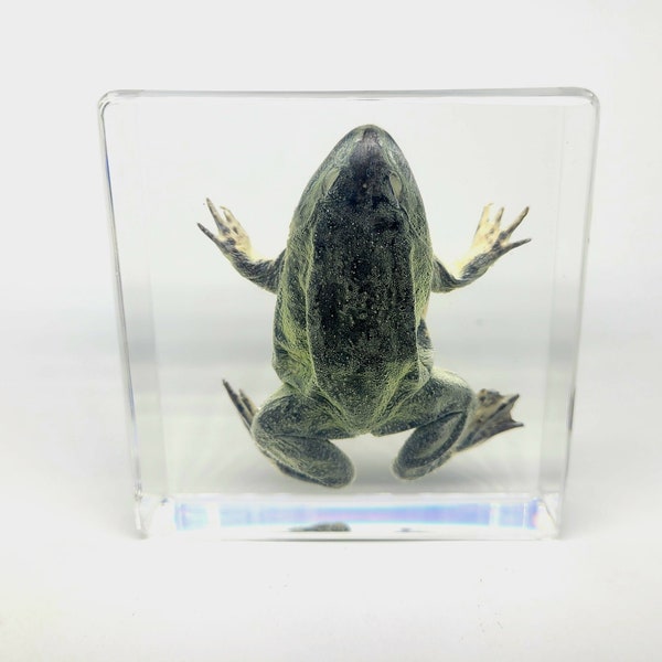 Frog in Lucite, Resin