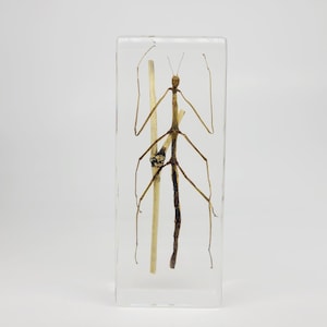 Stick Bug in Lucite, Resin