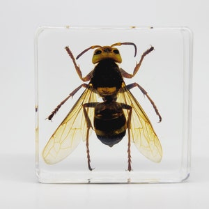 Echte Aziatische reuzenhorzel in lucite, hars