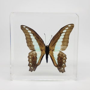 Mariposa azul real en metacrilato y resina