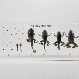 Frog Development in Lucite, Resin