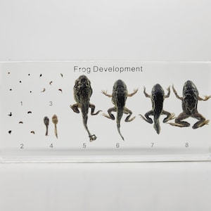 Kikkerontwikkeling in lucite, hars