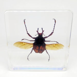 Large Antler Horned Beetle in Lucite, Resin